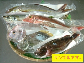 鮮魚 漁 長崎 ボックス 連 県 獲れたてのお魚を直送、「鮮魚ボックス」、評判の地方ビジネス！